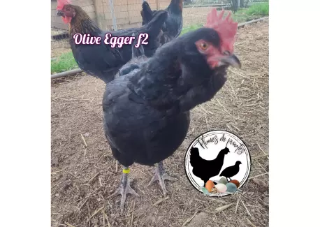 Olive Egger