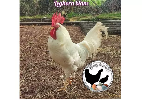 Leghorn blanche