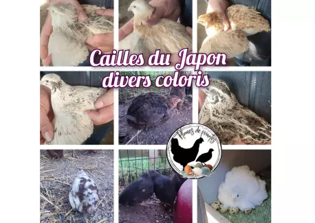 Caille du Japon, divers coloris