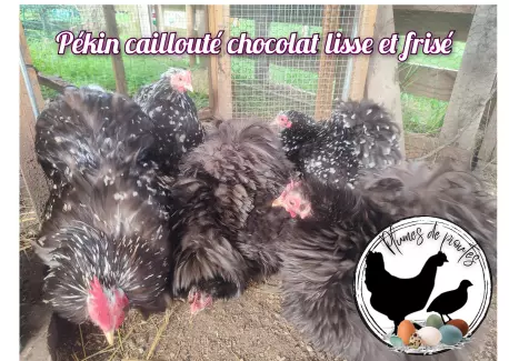 Pékin caillouté chocolat, lisse et frisé