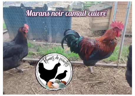 Marans noir à camail cuivré