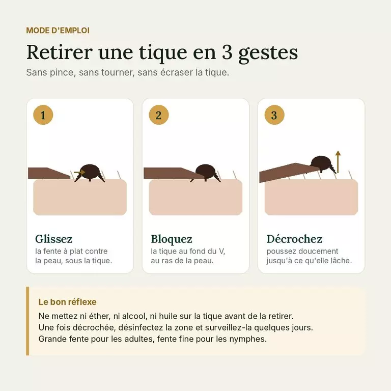 Mode d emploi Tikatik : glisser, bloquer la tique au fond du V, la décrocher