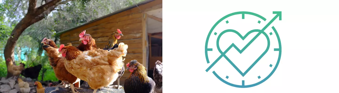 Poules devant leur poulailler