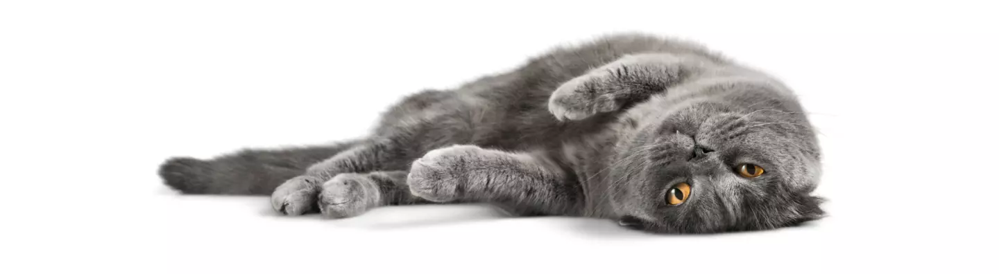 Chat gris allongé