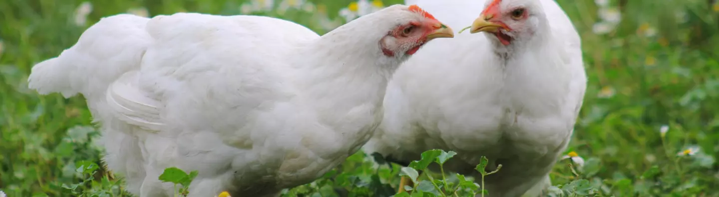 Poules blanches picorant dans l'herbe