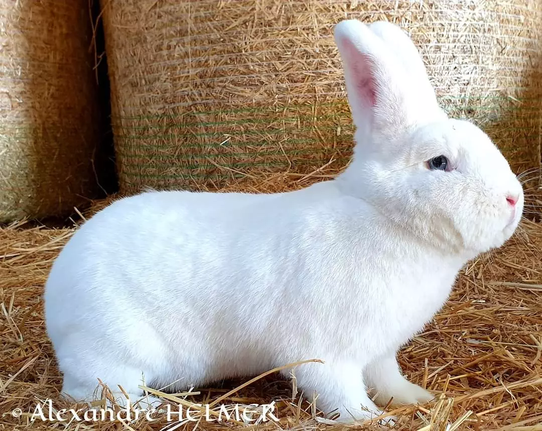 Lapin Blanc de Vienne