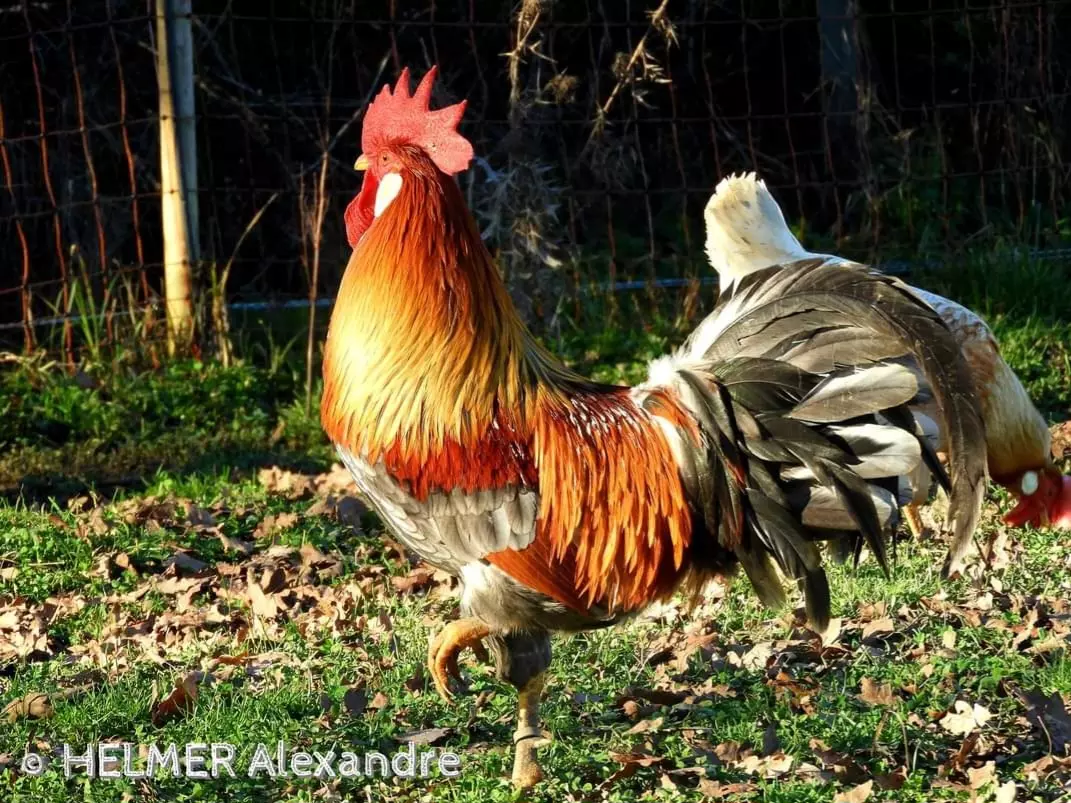 Coq Italienne saumon bleu doré liseré