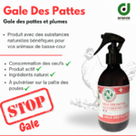 Galle des pattes