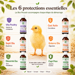 Un protocole clé en main pour protéger vos poussins