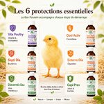 Un protocole clé en main pour protéger vos poussins