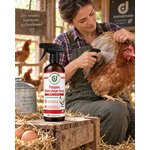 Pouzen Mallophage Spray Diatosphère appliqué sur une poule blanche dans un poulailler