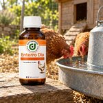 Enterro Dia, flacon posé près de l’abreuvoir des poules
