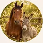Soins naturels pour les chevaux