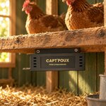 Piège CaptPoux vissé sous le perchoir dun poulailler, poules au-dessus