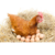 Ponte interne poule - comment sauver ma poule d'une ponte interne - que faire en cas de symptôme - Poule couvant plusieurs œufs