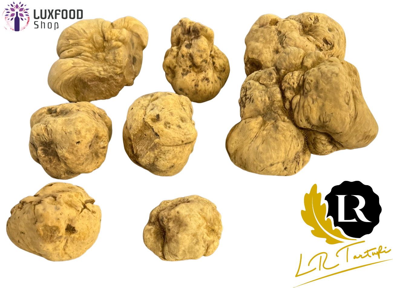 Truffes blanches d'Alba fraîches (Tuber Magnatum Pico