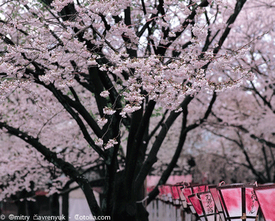 cerisier-fleur-japon