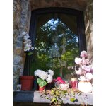 LILOYE 1