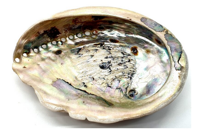 Coquille d'ormeau (abalone) naturelle 16-18 cm