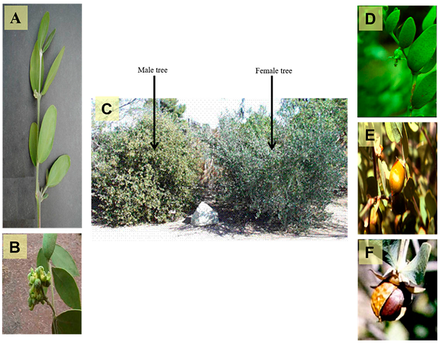 Détails de la plante de jojoba