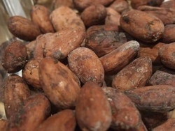 fève de cacao