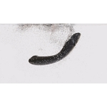 womanizer-og-ardoise-11