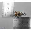 Charm « Teddy Bear » en Or Rose-Mesures