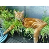 chat herbe3