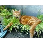 chat herbe3