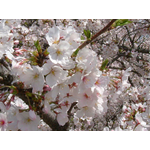 Grand Sticker mural « Sakura » Cerisier à fleurs