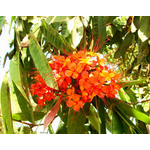 Saraca asoca -4