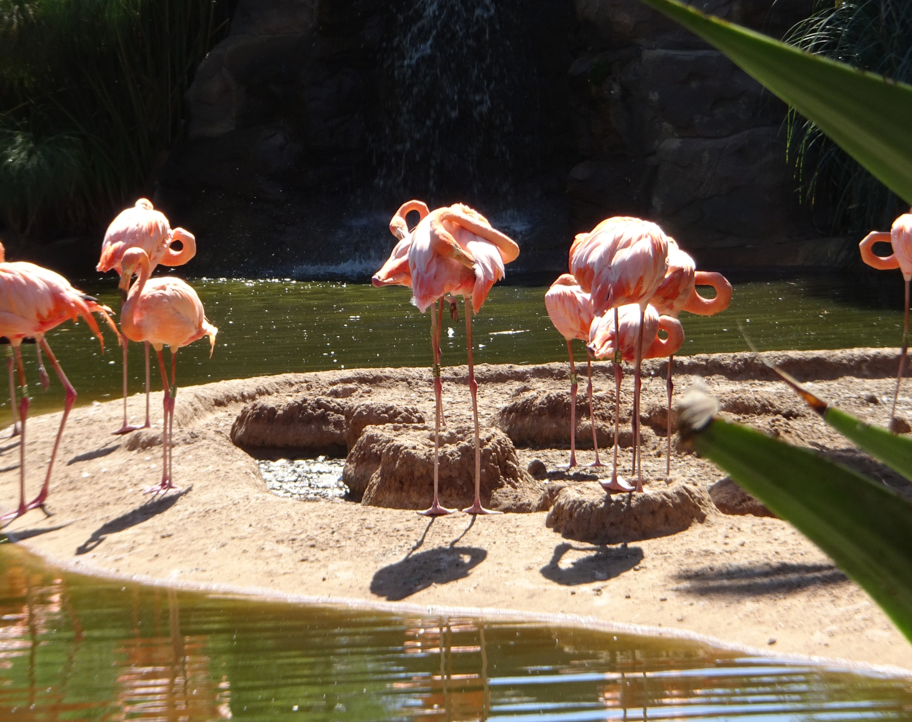 Flamants roses au soleil