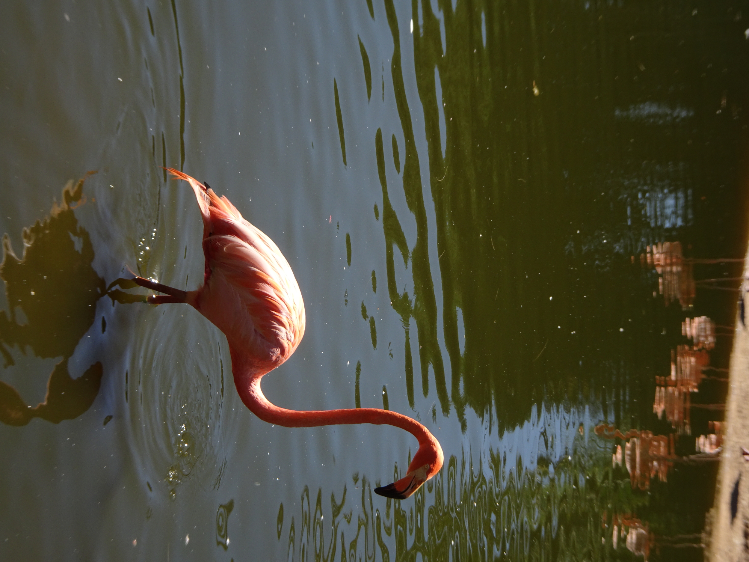 Flamant rose dans l'eau