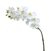 Orchidée blanc