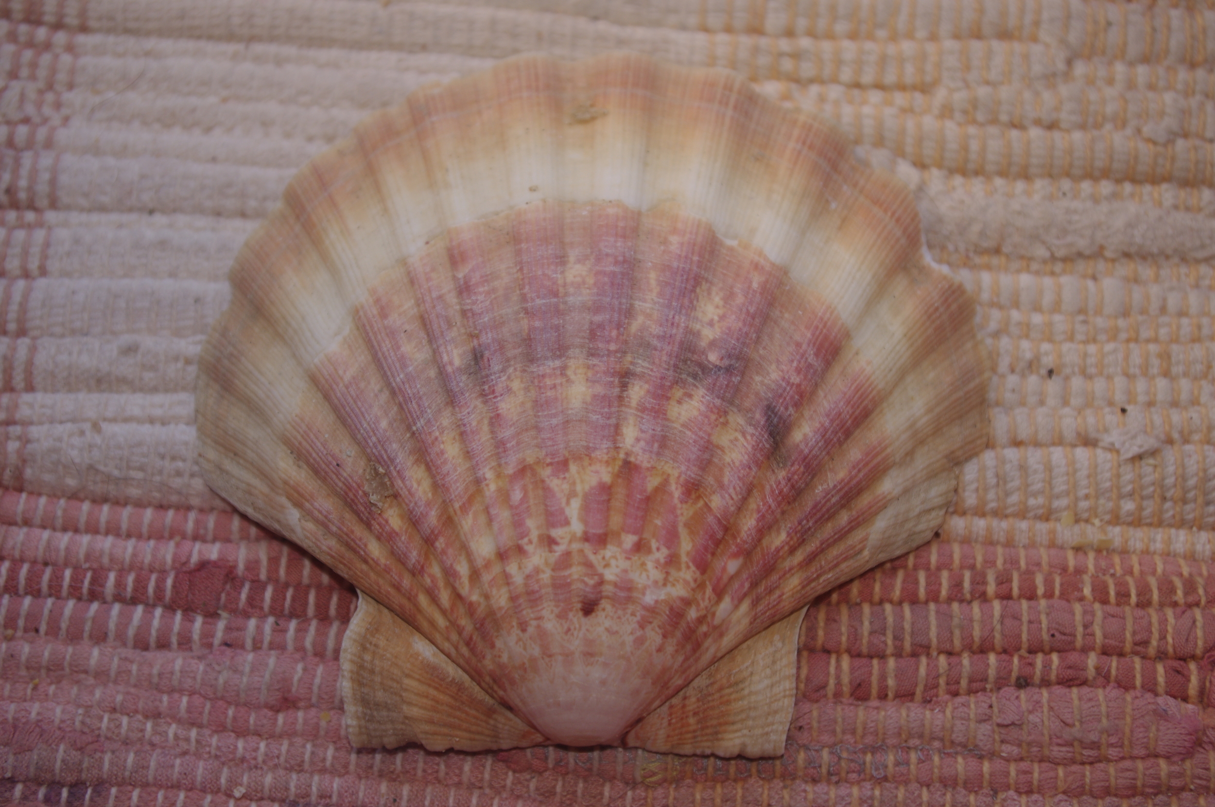 COQUILLE-SAINT-JACQUES-NATURELLE-VIDE-PROTECTION-ETOILEHARMONIE