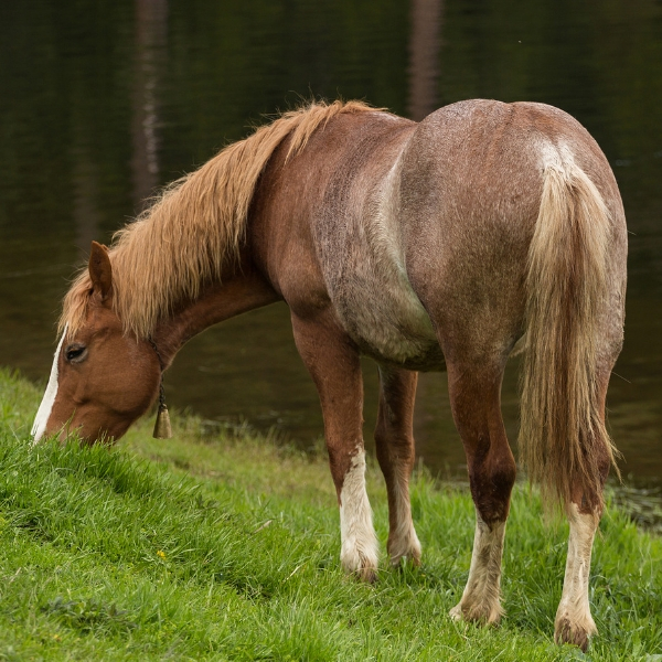 MAGNETISME-A-DISTANCE-CHEVAL-CHEVAUX-ETOILEHARMONIE