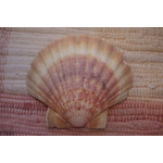 COQUILLE-SAINT-JACQUES-NATURELLE-VIDE-PROTECTION-ETOILEHARMONIE