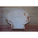 COQUILLE-SAINT-JACQUES-NATURELLE-VIDE-PROTECTION-ETOILEHARMONIE