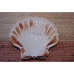 COQUILLE-SAINT-JACQUES-NATURELLE-VIDE-PROTECTION-ETOILEHARMONIE