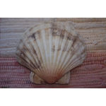 COQUILLE-SAINT-JACQUES-NATURELLE-VIDE-PROTECTION-ETOILEHARMONIE-purifier