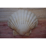 COQUILLE-SAINT-JACQUES-NATURELLE-VIDE-PROTECTION-ETOILEHARMONIE-purifier