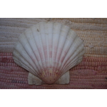 COQUILLE SAINT-JACQUES VIDE NATURELLE BRETONNE 54g 10x12 cm