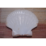 COQUILLE-SAINT-JACQUES-NATURELLE-VIDE-ONDE-DE-FORME-ETOILEHARMONIE