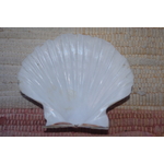 COQUILLE-SAINT-JACQUES-VIDE-ONDE-DE-FORME-ETOILEHARMONIE-RADIONIQUE-PROTECTION