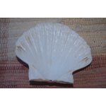 COQUILLE-SAINT-JACQUES-VIDE-ONDE-DE-FORME-ETOILEHARMONIE-RADIONIQUE-PROTECTION