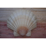 COQUILLE-SAINT-JACQUES-VIDE-ONDE-DE-FORME-ETOILEHARMONIE-RADIONIQUE-PROTECTION