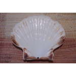 COQUILLE-SAINT-JACQUES-VIDE-ONDE-DE-FORME-ETOILEHARMONIE-RADIONIQUE-PROTECTION