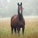 MAGNETISEUR-A-DISTANCE-CHEVAL-ETOILHARMONIE