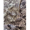 JAC-ROSE-LUREX