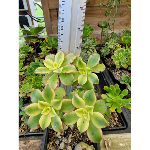 aeonium-dream-color-kiwi-2